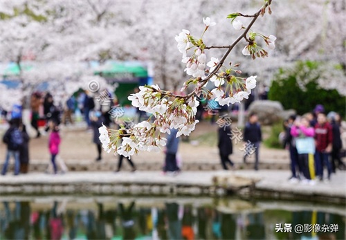 玉渊潭樱花开了么？坏消息来了：今年的玉渊潭樱花节被取消