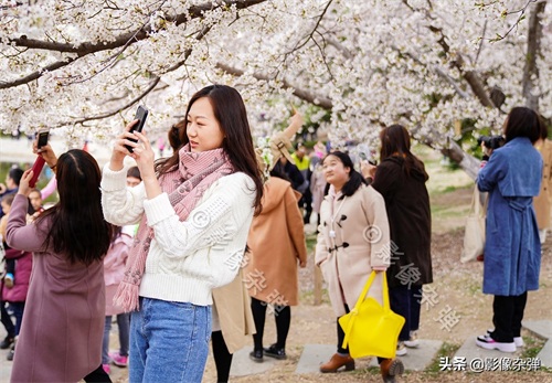 玉渊潭樱花开了么？坏消息来了：今年的玉渊潭樱花节被取消