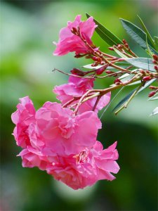 ​美丽的夹竹桃，花大、艳丽、花期长，是有名的观赏花卉