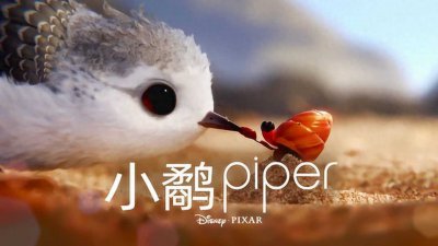 ​奥斯卡获奖动画短片：《鹬》（Piper）简介