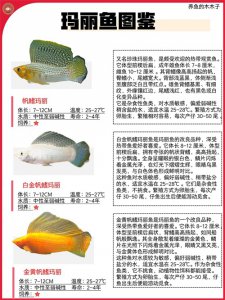 ​玛丽鱼图鉴