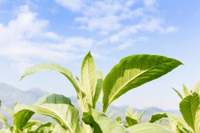 ​这四所大学的烟草专业超厉害，就业完全不用愁