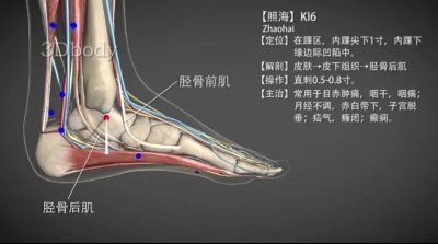 ​照海穴—阴虚型慢性咽炎等问题