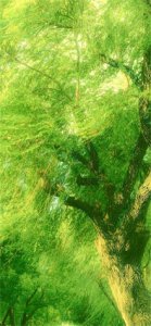 ​精选绿色治愈系全屏手机壁纸